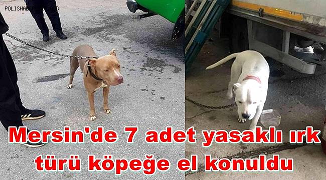 Mersin'de 7 adet yasaklı ırk türü köpeğe el konuldu