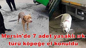 Mersin'de 7 adet yasaklı ırk türü köpeğe el konuldu