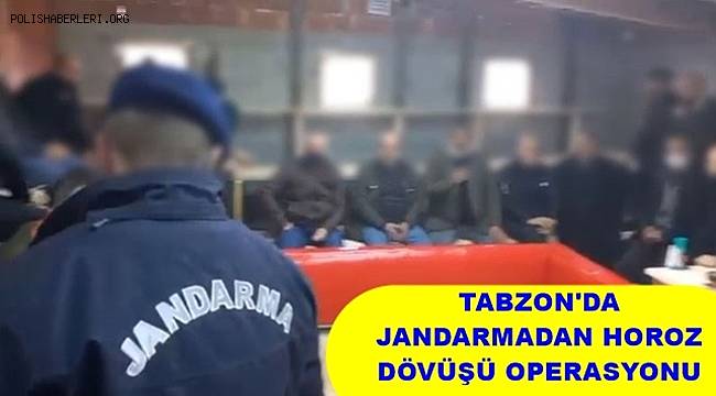 Trabzon'da jandarmadan horoz dövüşü operasyonu