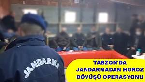 Trabzon'da jandarmadan horoz dövüşü operasyonu