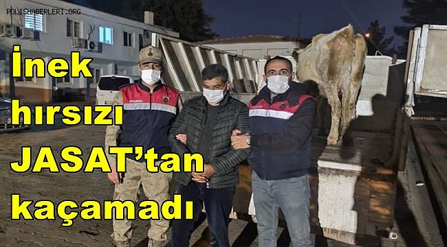 İnek hırsızı JASAT’tan kaçamadı 