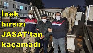 İnek hırsızı JASAT’tan kaçamadı