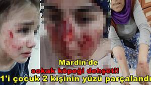 Mardin'de sokak köpeği vahşeti, Vatandaşların yüzleri parçalandı
