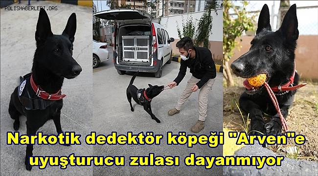 Narkotik dedektör köpeği 