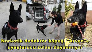 Narkotik dedektör köpeği 