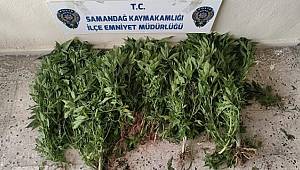 Hatay'da serada Hint keneviri yetiştiren şüpheli yakalandı