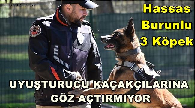 Hassas burunlu 3 köpek uyuşturucu kaçakçılarına göz açtırmıyor