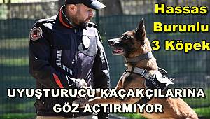 Hassas burunlu 3 köpek uyuşturucu kaçakçılarına göz açtırmıyor