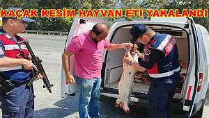 Kaçak kesim havyan eti yakalandı