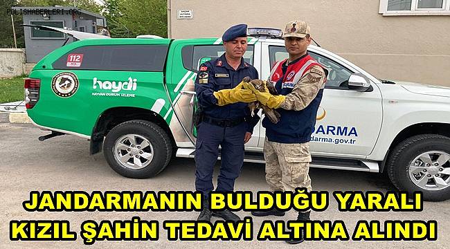 Malatya'da jandarmanın bulduğu yaralı kızıl şahin tedavi altına alındı