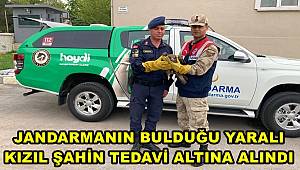 Malatya'da jandarmanın bulduğu yaralı kızıl şahin tedavi altına alındı