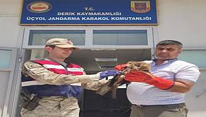 Mardin'de jandarmanın arazide bulduğu yaralı şahin tedavi edilecek 