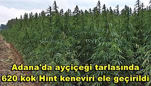 Adana'da ayçiçeği tarlasında 620 kök Hint keneviri ele geçirildi 