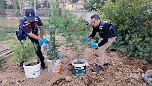 Aksaray'da kova kova kenevir ekimine jandarma baskını