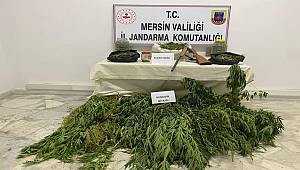Mersin'de hayvan çadırında Hint keneviri yetiştirdiği iddia edilen zanlı tutuklandı