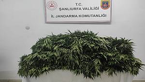 Suruç'ta pamuk tarlasında uyuşturucu operasyonu 