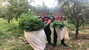 Çankırı’da uyuşturucu operasyonunda 100 kök kenevir ele geçirildi 