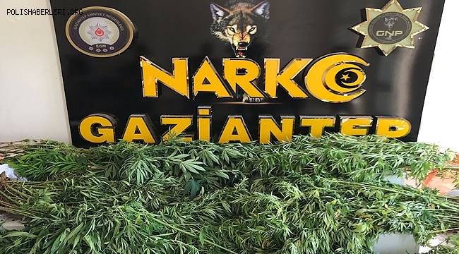Gaziantep'te 267 kök kenevir ele geçirildi 