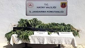 Hatay’da zeytin bahçesine kenevir eken kişi gözaltına alındı 