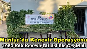 Manisa'da Kenevir Operasyonu