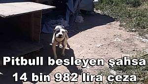 Konya’da pitbull besleyen şahsa 14 bin 982 lira ceza 