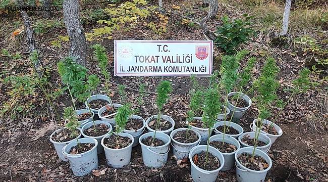 Saksıda kenevir yetiştirdiler, yakayı ele verdiler 