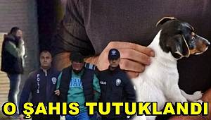 Kucağına aldığı yavru köpeği ısırıp yumruklayan şahıs tutuklandı 