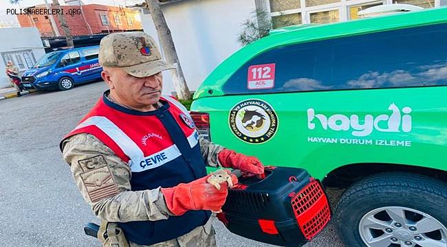 Yolcu otobüsünde 15 sincap yavrusu ele geçirildi