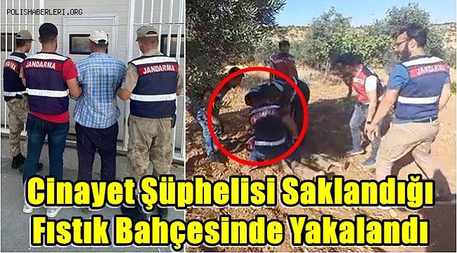 Cinayet şüphelisi, saklandığı fıstık bahçesinde yakalandı
