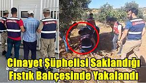 Cinayet şüphelisi, saklandığı fıstık bahçesinde yakalandı