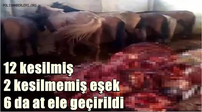 Adana'da depoda 12 kesilmiş, 2 kesilmemiş eşek! 6 da at ele geçirildi