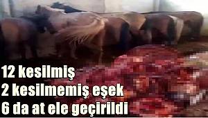 Adana'da depoda 12 kesilmiş, 2 kesilmemiş eşek! 6 da at ele geçirildi