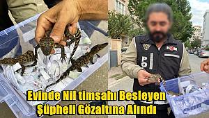 Ataşehir'de evinde Nil timsahı besleyen şüpheli gözaltına alındı 