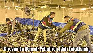 Giresun'da Kenevir Yetiştiren Zanlı Tutuklandı 
