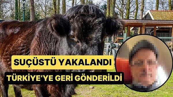 Hollanda'da Bir İneğe Defalarca Tecavüz Eden Türk Adam Sınır Dışı Edildi 