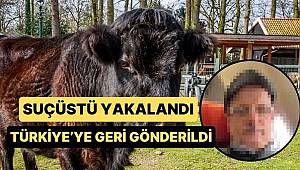 Hollanda'da Bir İneğe Defalarca Tecavüz Eden Türk Adam Sınır Dışı Edildi 