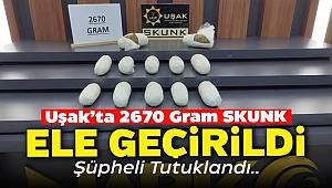 Uşak'ta Peynir Bidonlarında Skunk Ele Geçirildi