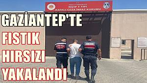 Gaziantep'te Fıstık Hırsızı Yakalandı 