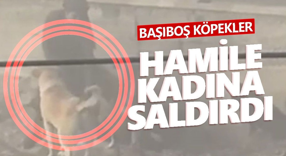 Ankara'da başıboş köpeklerin saldırdığı hamile kadından kötü haber