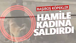Ankara'da başıboş köpeklerin saldırdığı hamile kadından kötü haber