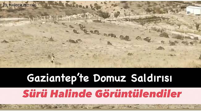 Gaziantep'te Domuz Saldırısı Görüntülendi