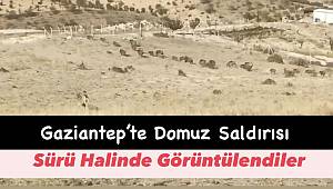 Gaziantep'te Domuz Saldırısı Görüntülendi 