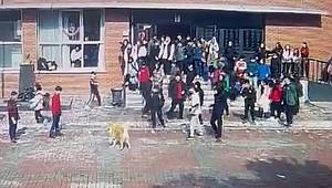 Ümraniye’de Okul’da Köpek Saldırısı! Sahibi Tutuklandı 