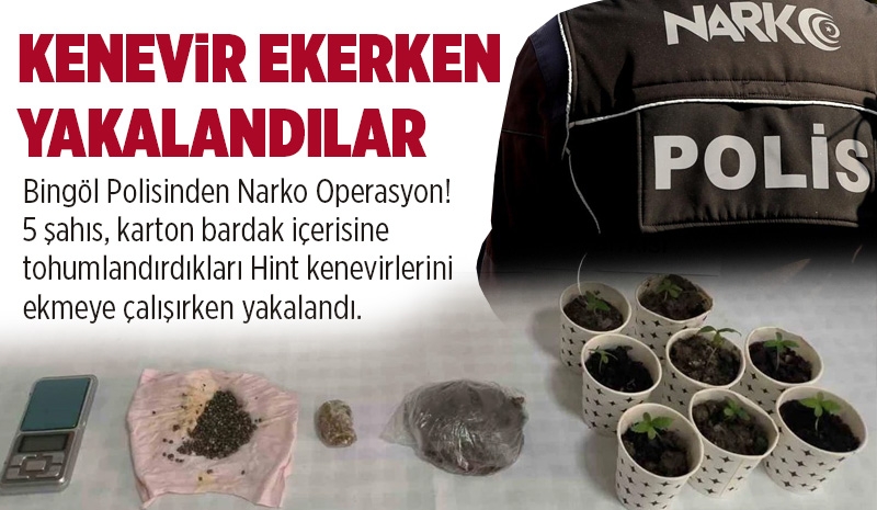 Bingöl'de 5 Kişi Hint Keneviri Ekerken Yakalandı 