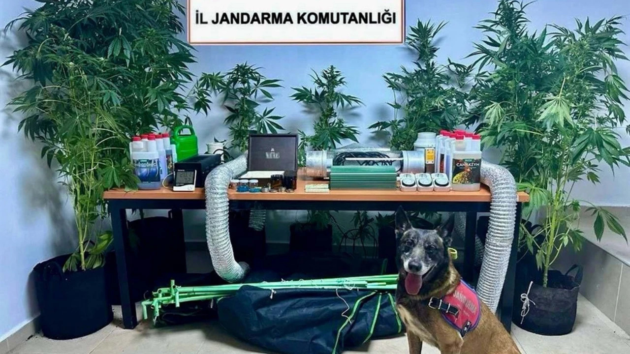 Öğretmenin elbise dolabından zehir serası çıktı! 