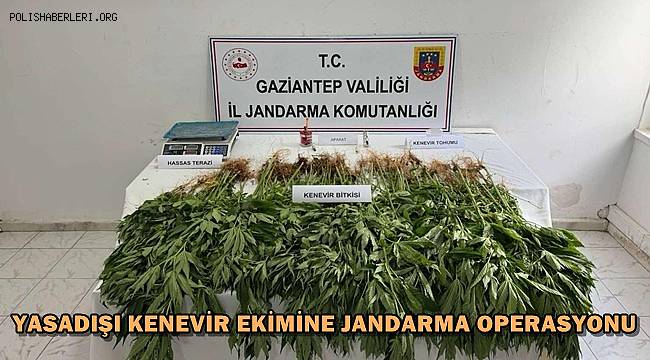 Gaziantep'te Yasadışı Kenevir Ekimine Jandarma Engeli