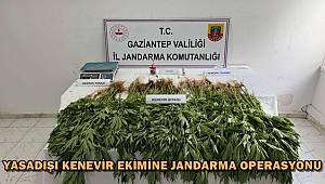 Gaziantep'te Yasadışı Kenevir Ekimine Jandarma Engeli