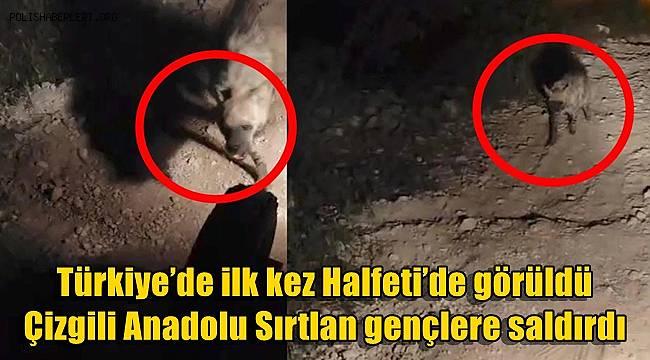 Türkiye’de ilk kez Halfeti’de görüldü! Çizgili Anadolu Sırtlanı gençlere saldırdı 
