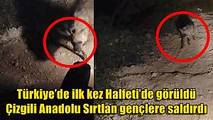 Türkiye’de ilk kez Halfeti’de görüldü! Çizgili Anadolu Sırtlanı gençlere saldırdı 