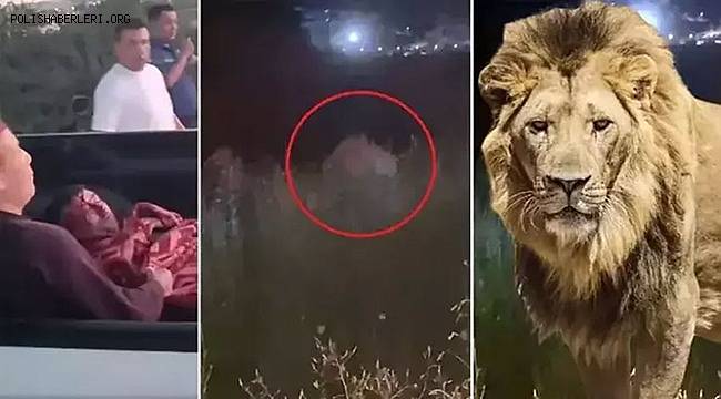 Manavgat'ta hayvan parkından kaçan aslan öldürüldü 